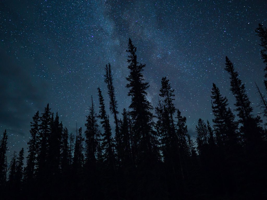 Stars And Trees In Starry Night Wallpapers