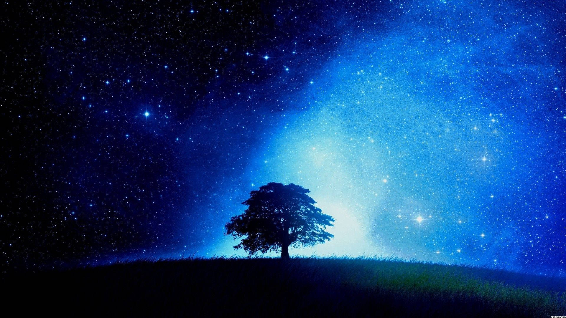 Stars And Trees In Starry Night Wallpapers