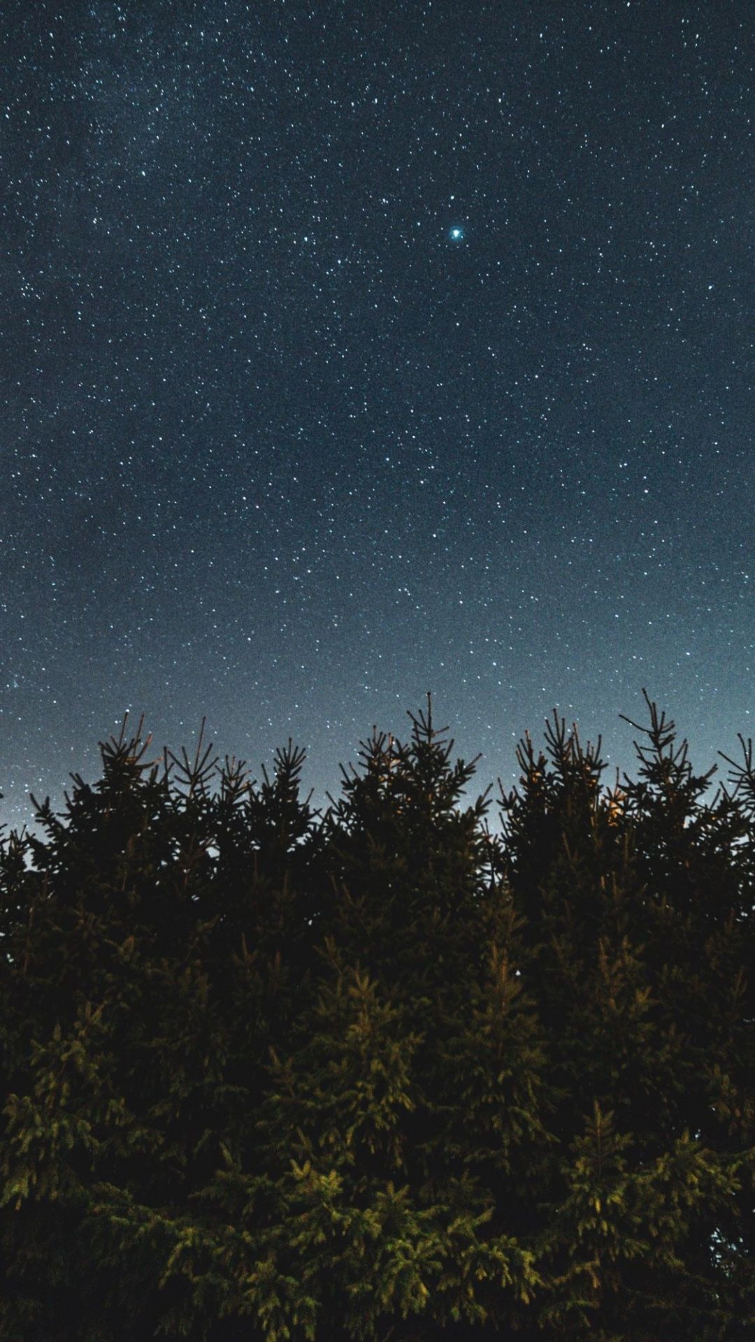 Stars And Trees In Starry Night Wallpapers