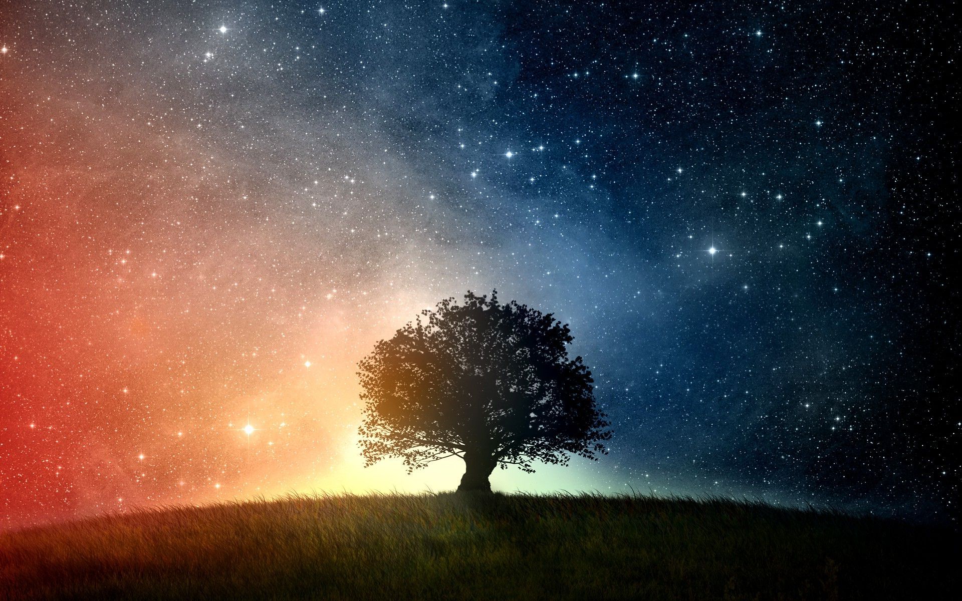 Stars And Trees In Starry Night Wallpapers