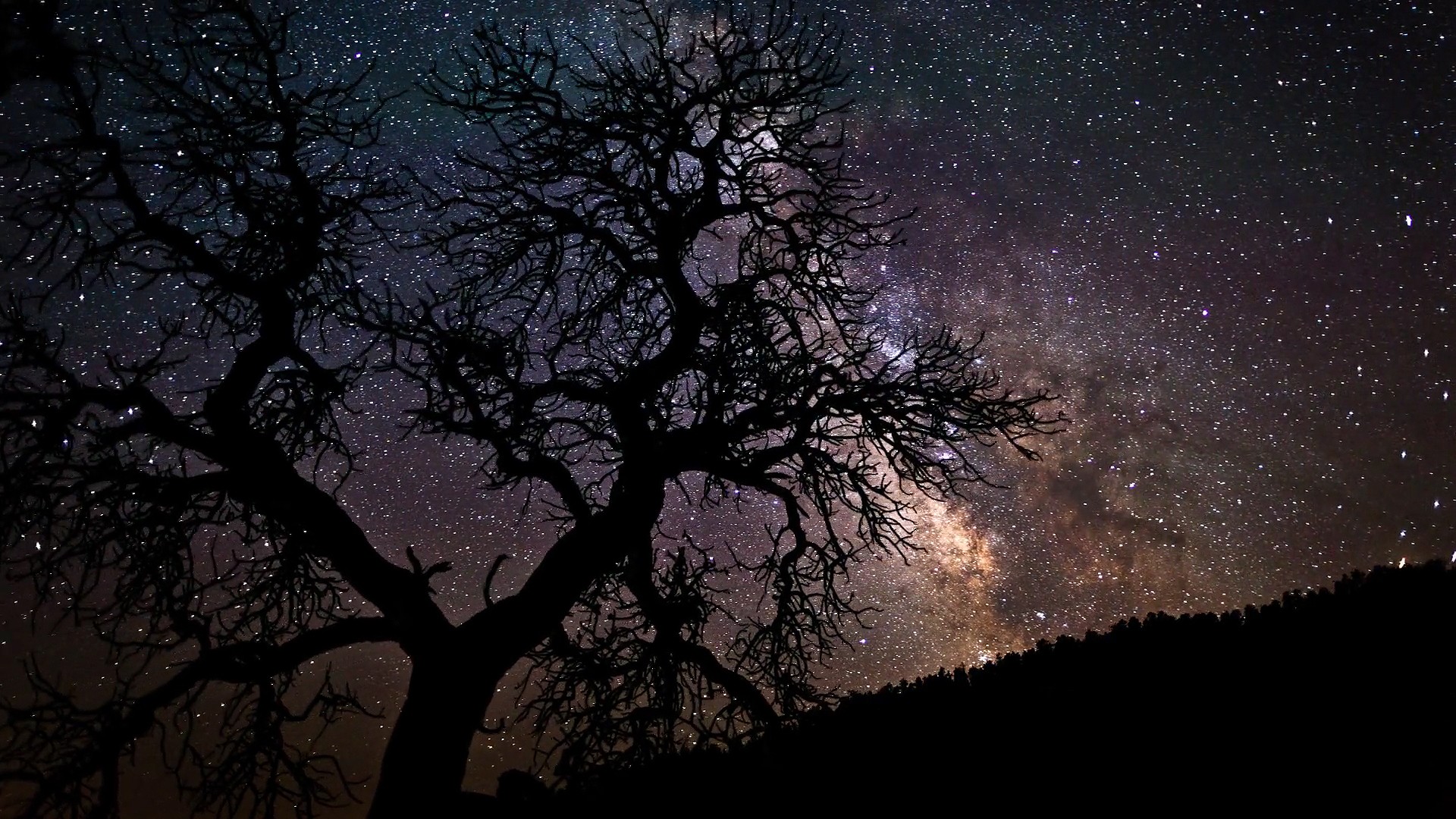 Stars And Trees In Starry Night Wallpapers