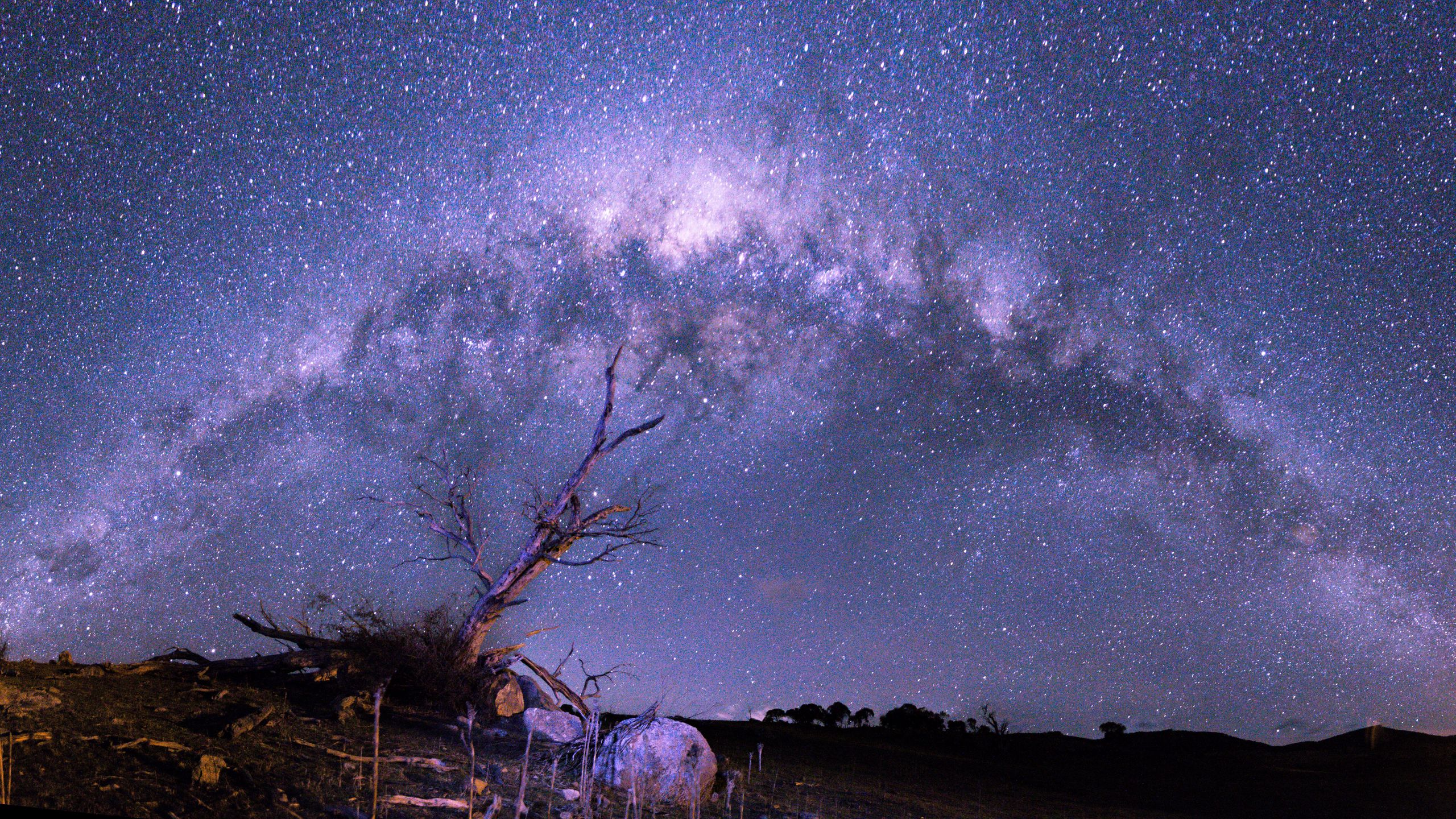 Stars And Trees In Starry Night Wallpapers