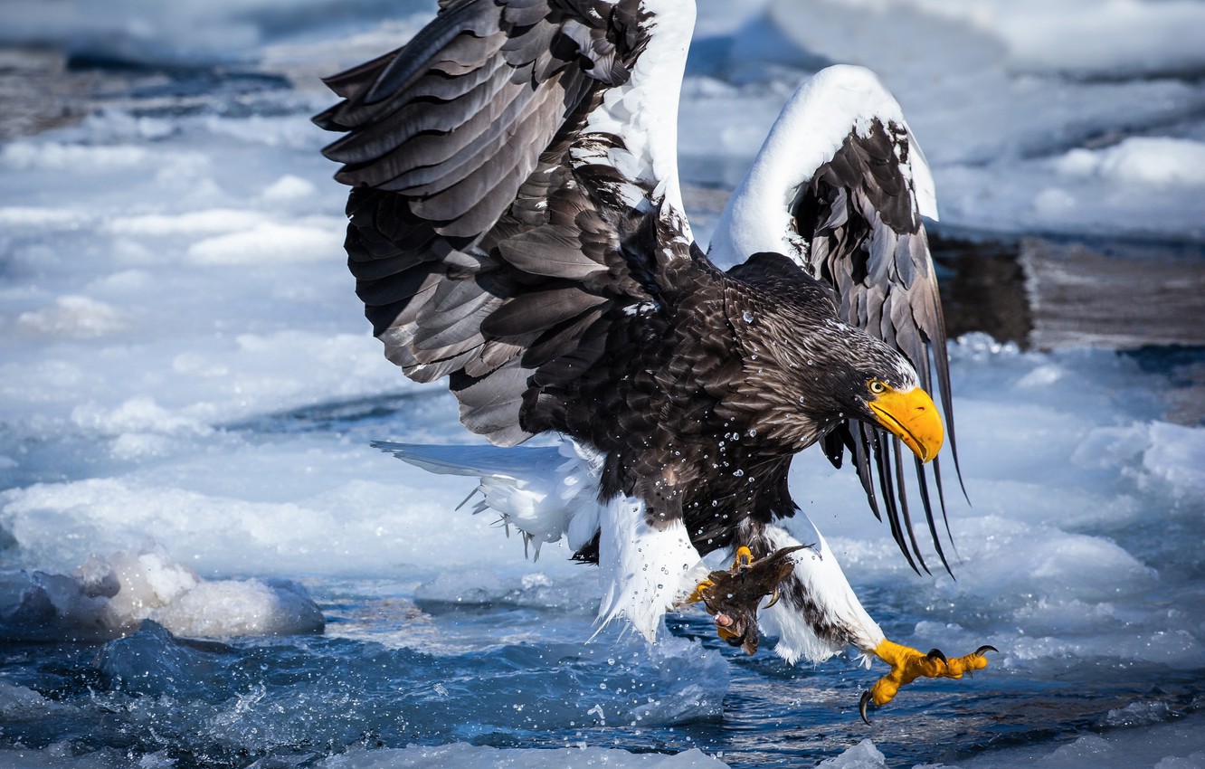 Steller'S Sea Eagle Wallpapers