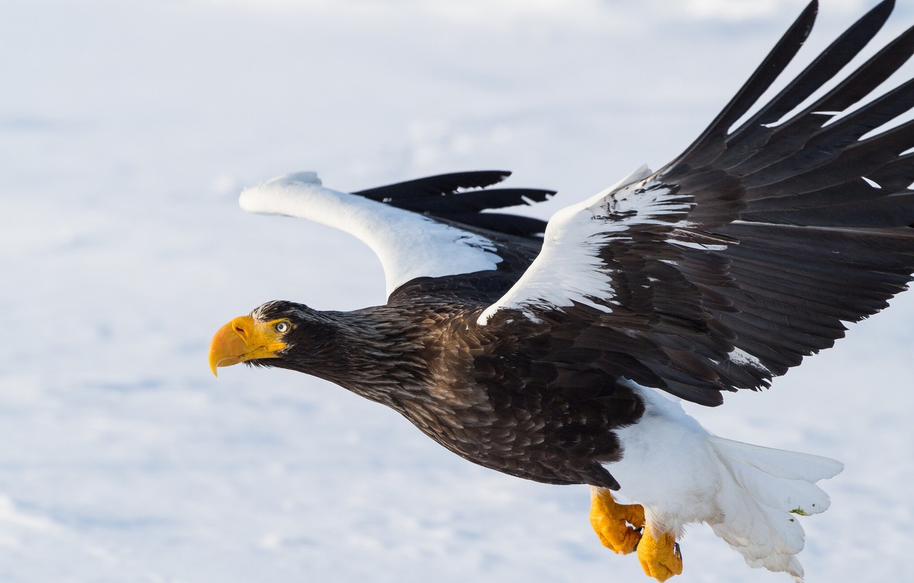 Steller'S Sea Eagle Wallpapers