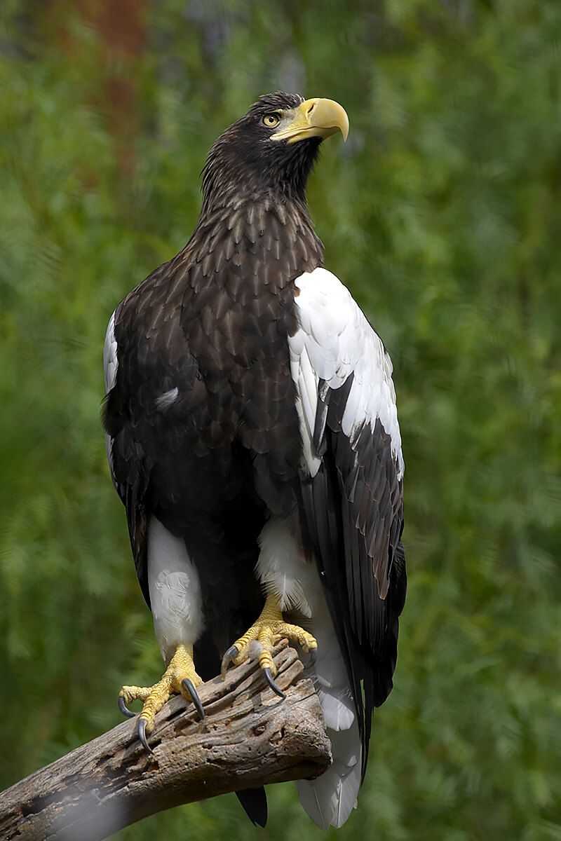 Steller'S Sea Eagle Wallpapers