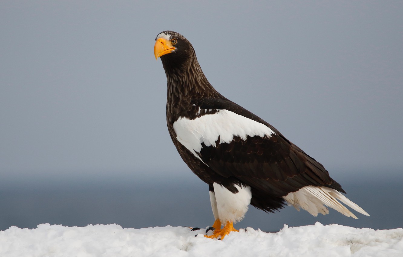 Steller'S Sea Eagle Wallpapers