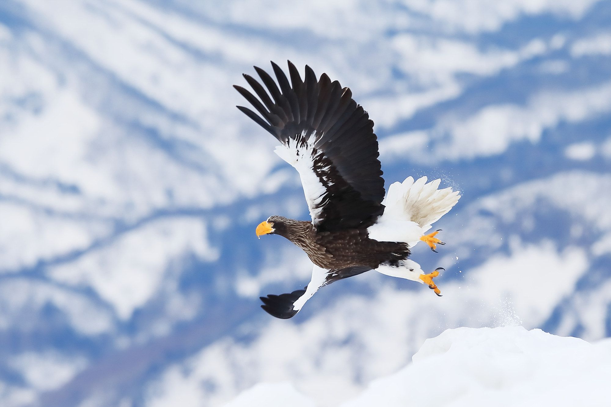 Steller'S Sea Eagle Wallpapers