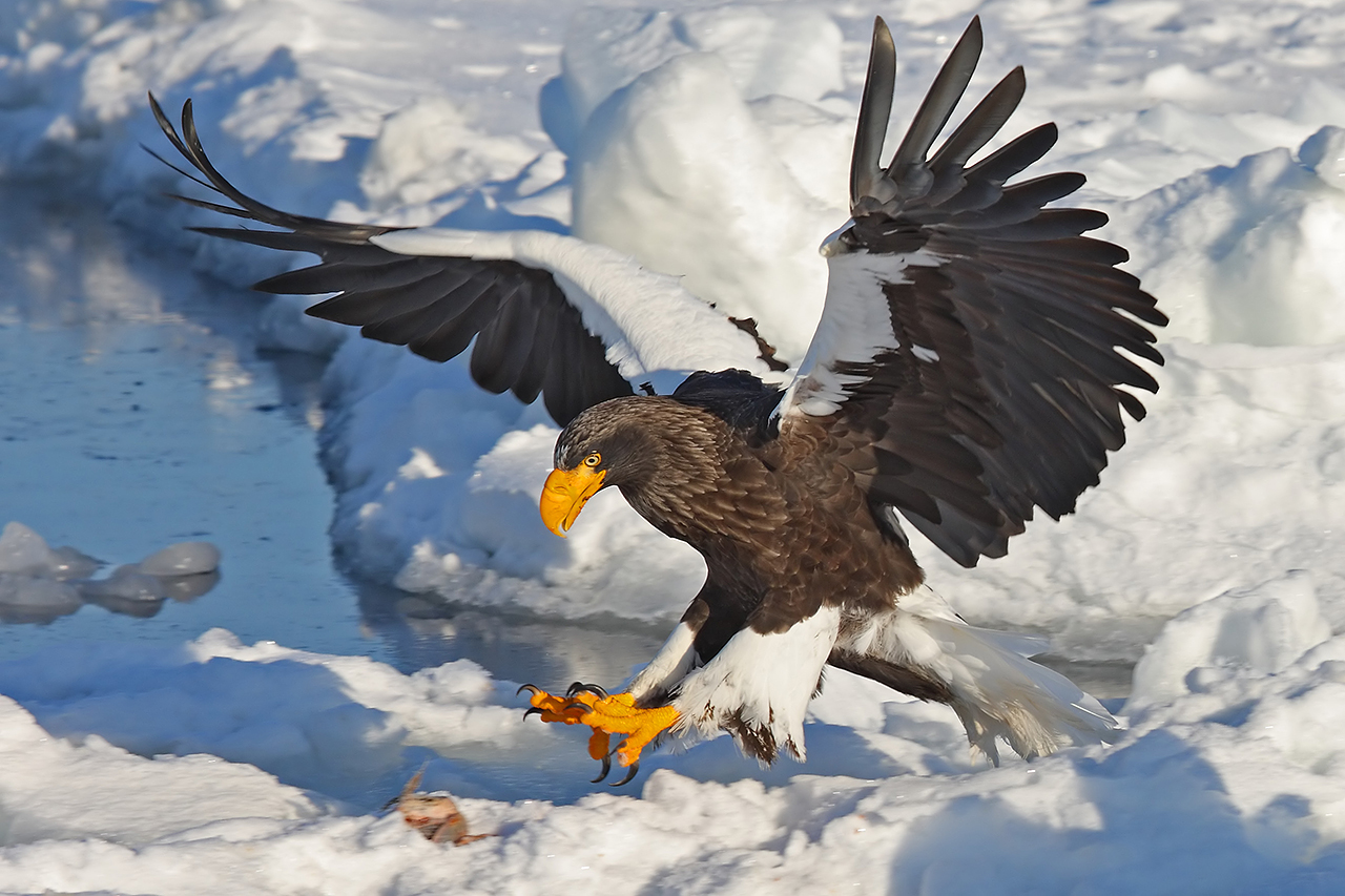 Steller'S Sea Eagle Wallpapers