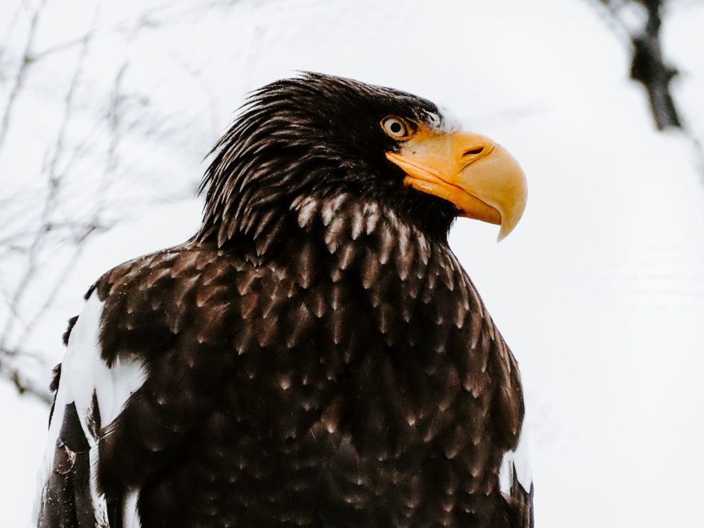 Steller'S Sea Eagle Wallpapers