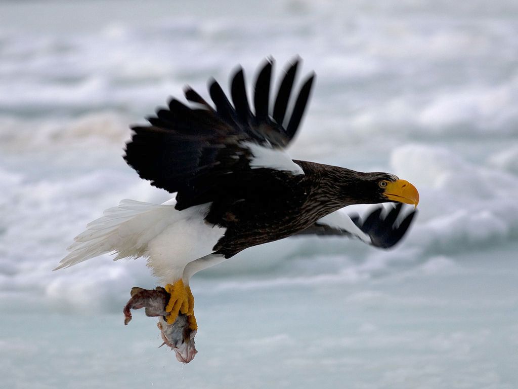 Steller'S Sea Eagle Wallpapers