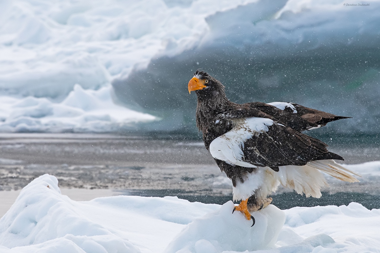 Steller'S Sea Eagle Wallpapers