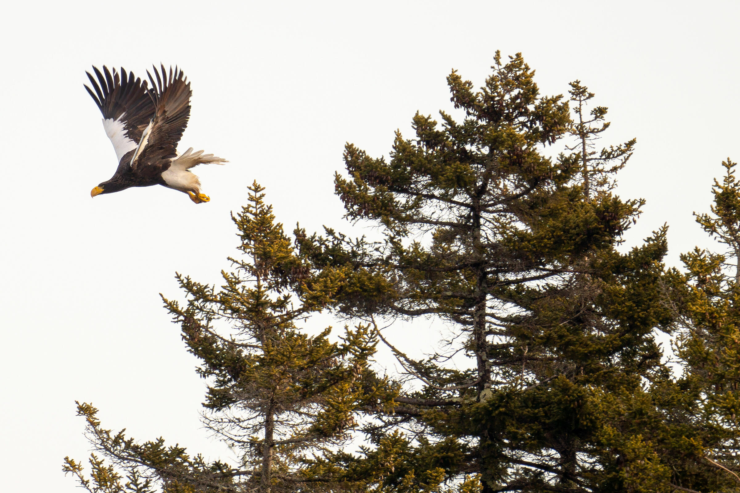 Steller'S Sea Eagle Wallpapers