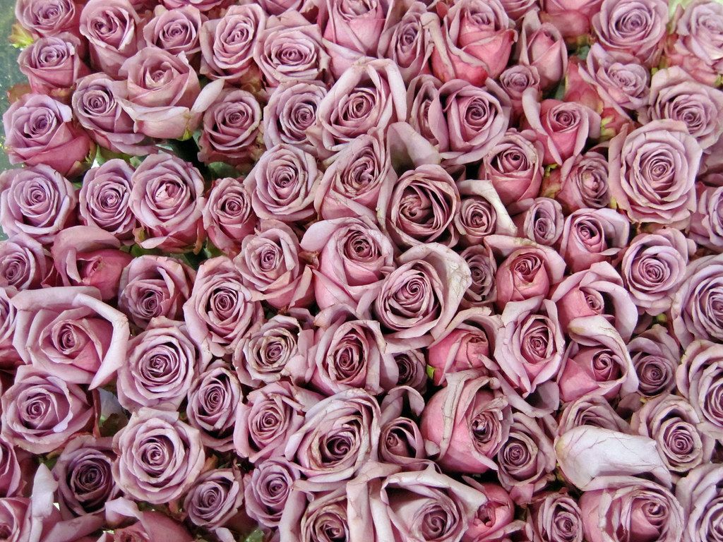 Sterling Roses Images Wallpapers