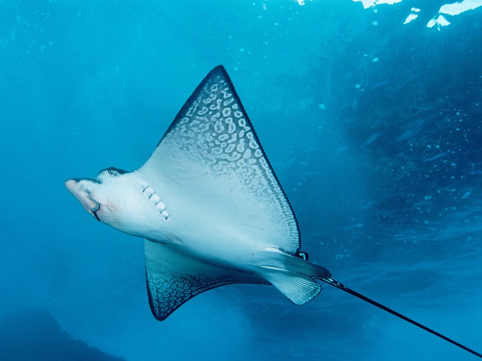 Stingray Wallpapers