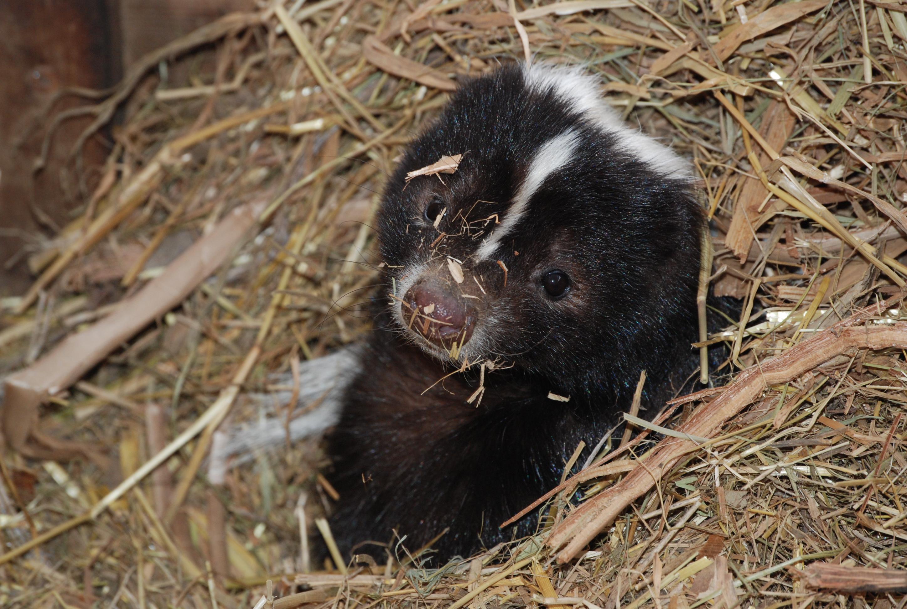 Stink Badgers Wallpapers