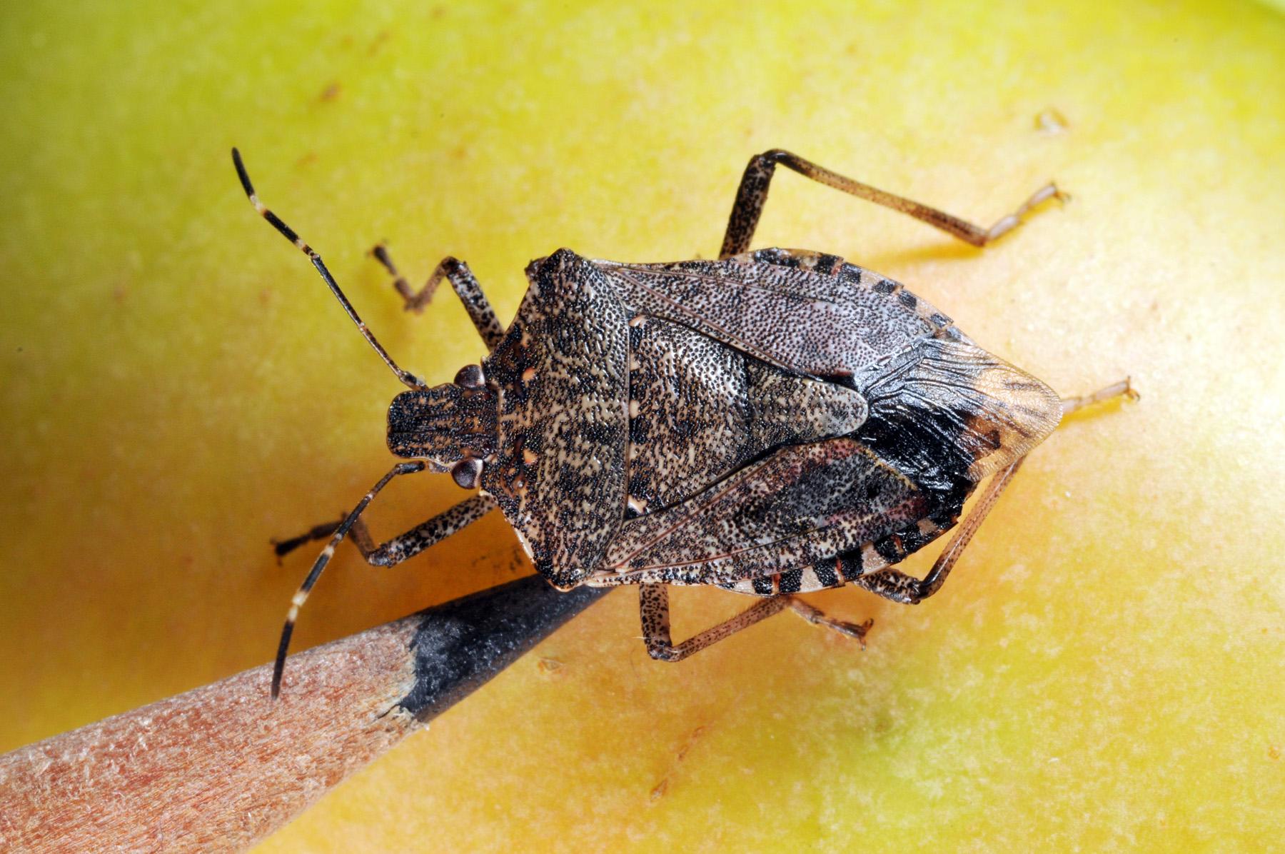 Stink Bugs Wallpapers