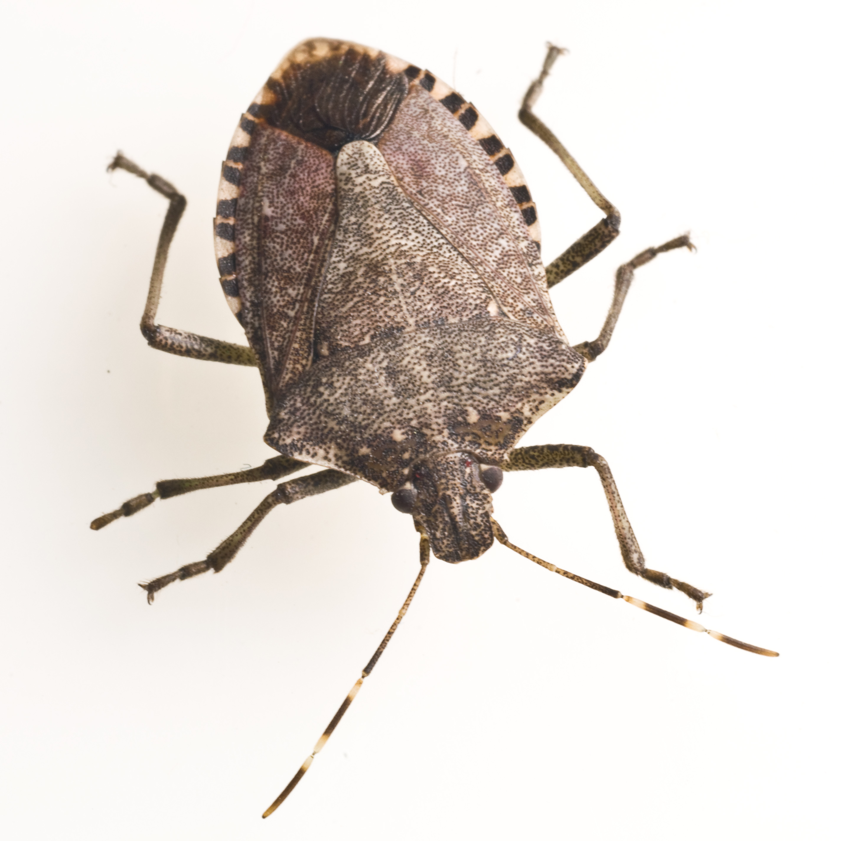 Stink Bugs Wallpapers