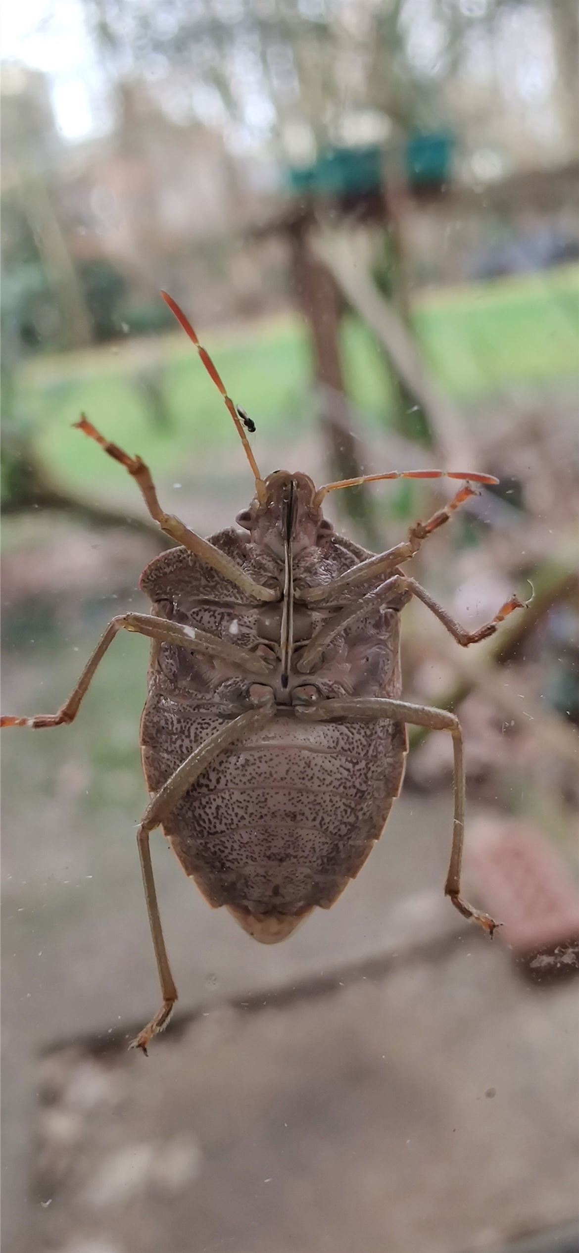 Stink Bugs Wallpapers