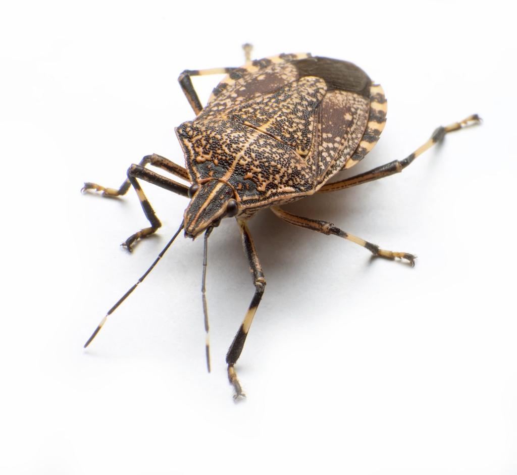 Stink Bugs Wallpapers