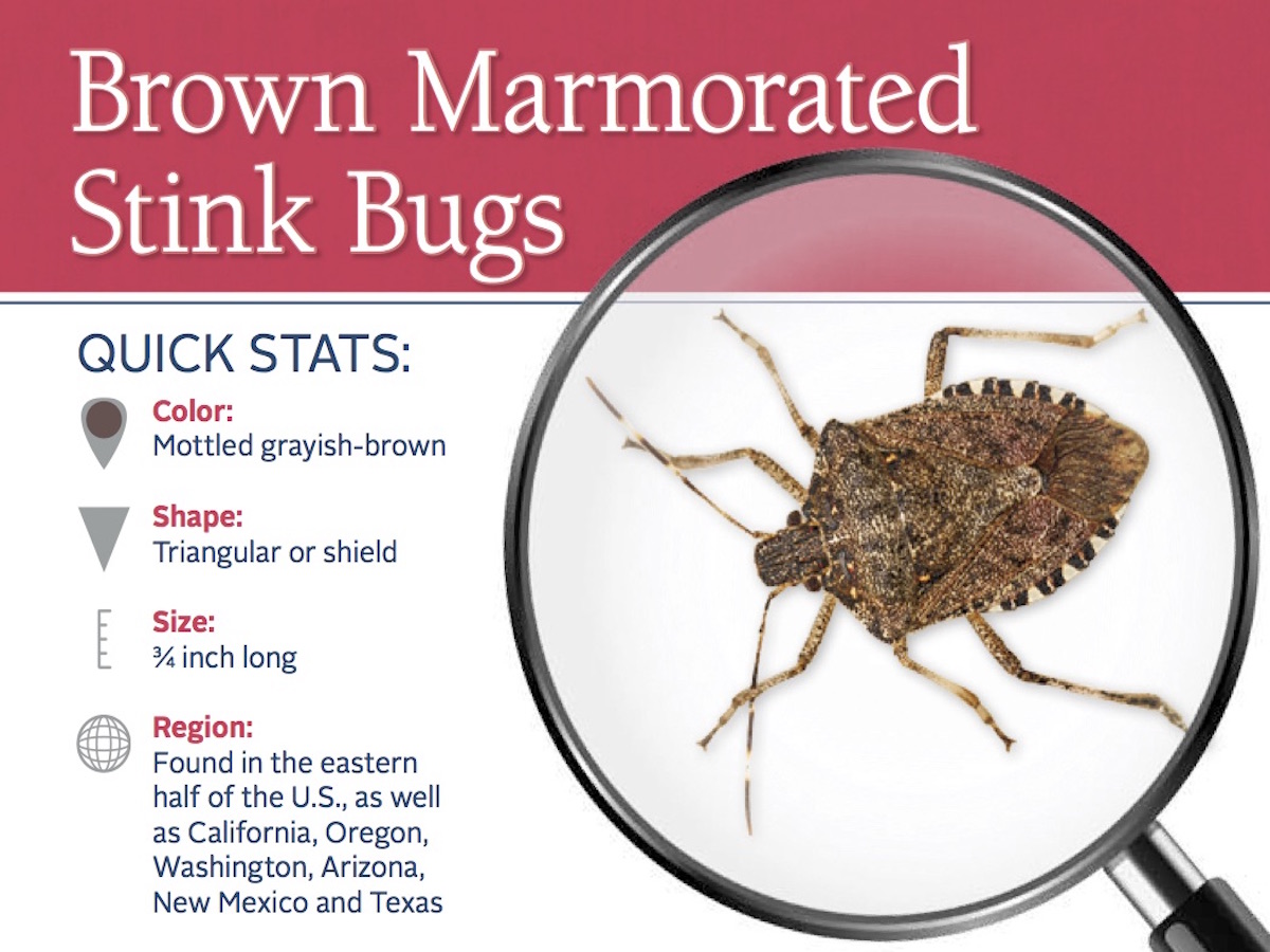 Stink Bugs Wallpapers