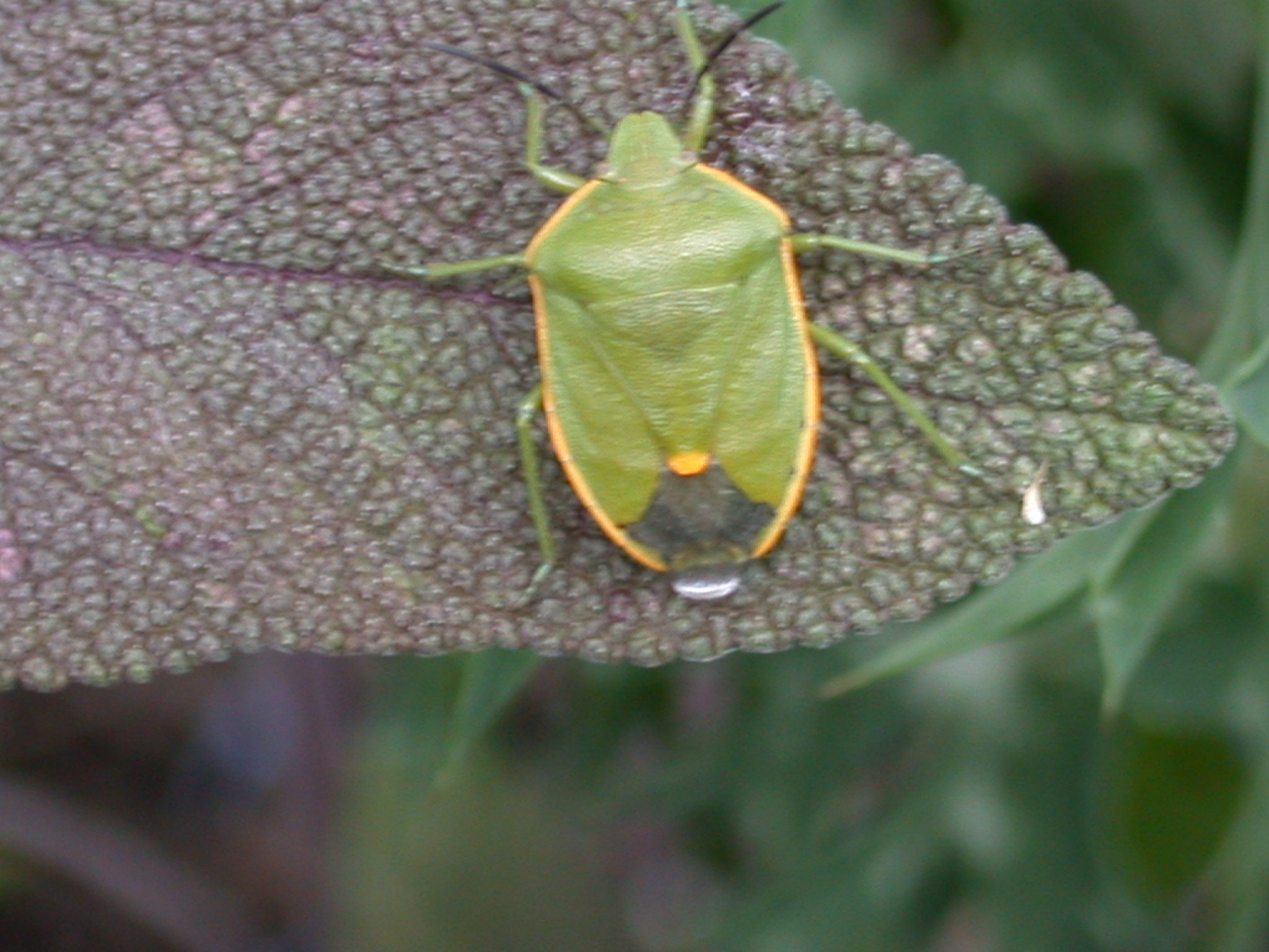 Stink Bugs Wallpapers