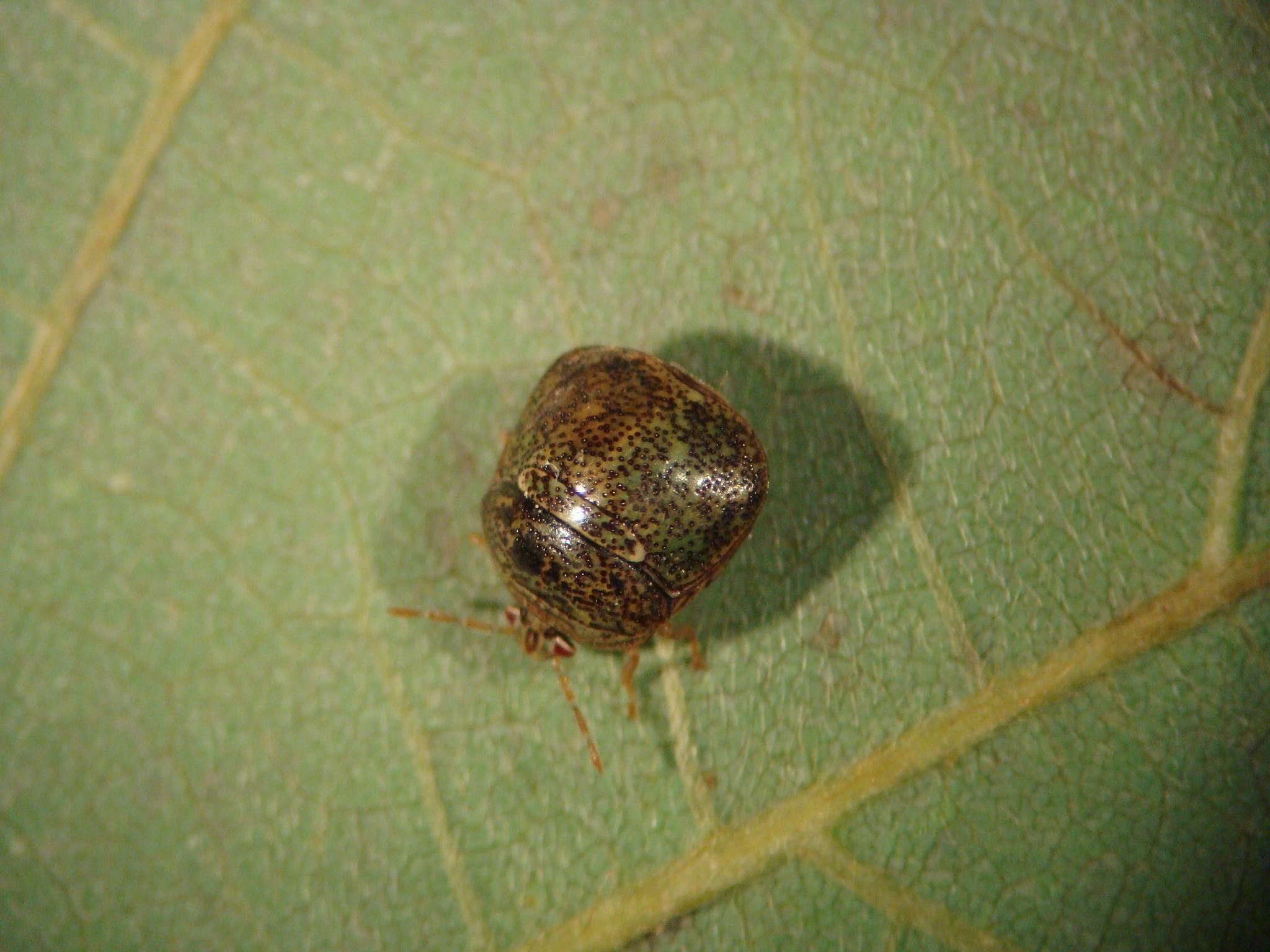 Stink Bugs Wallpapers