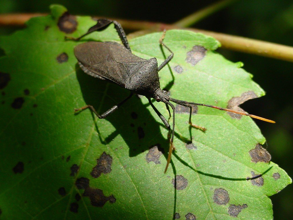 Stink Bugs Wallpapers