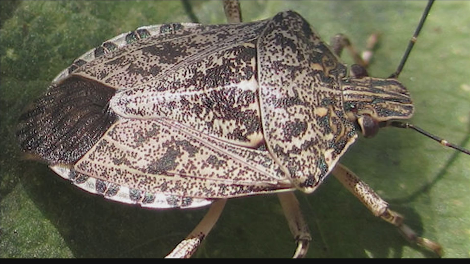 Stink Bugs Wallpapers