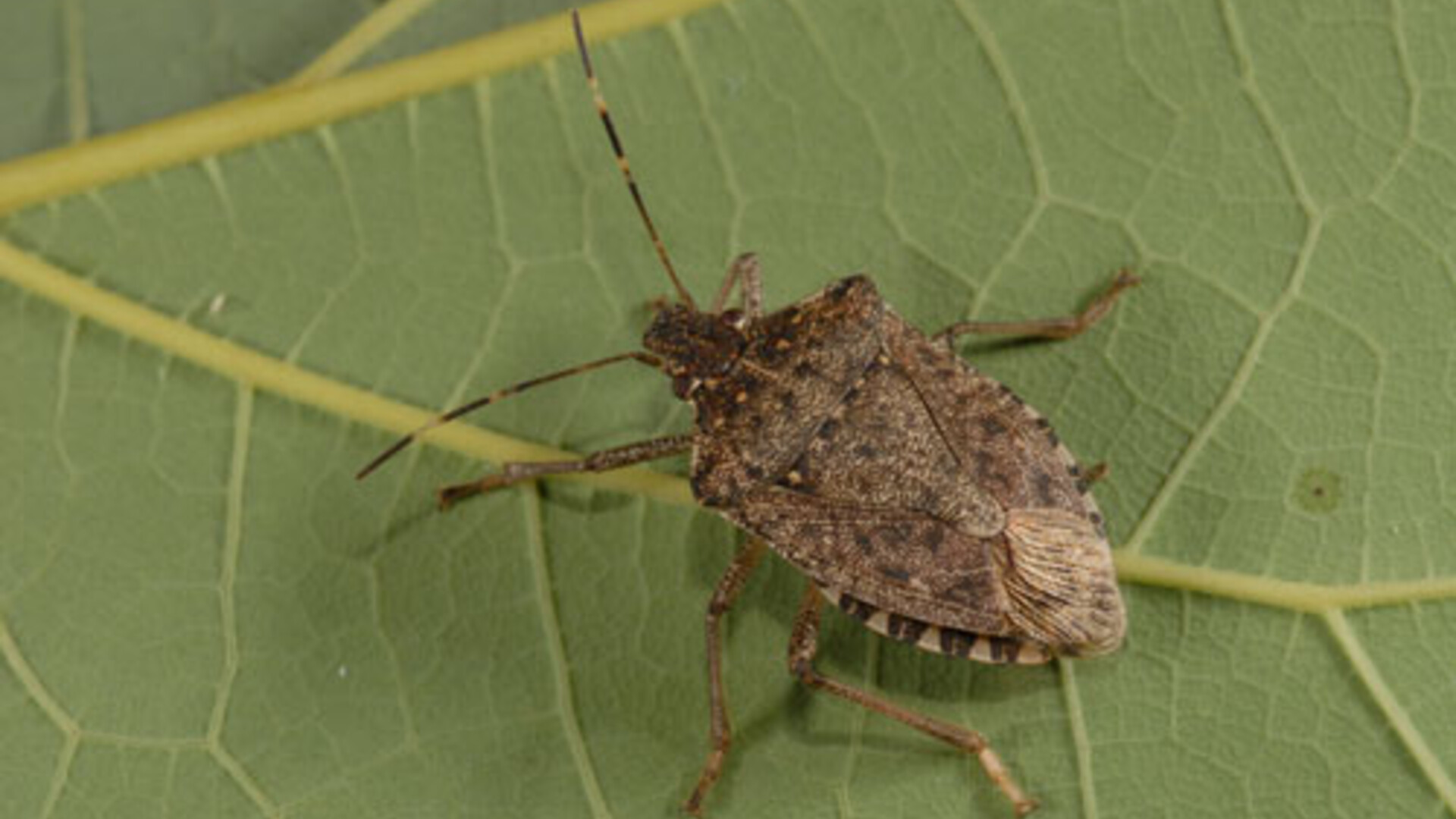 Stink Bugs Wallpapers