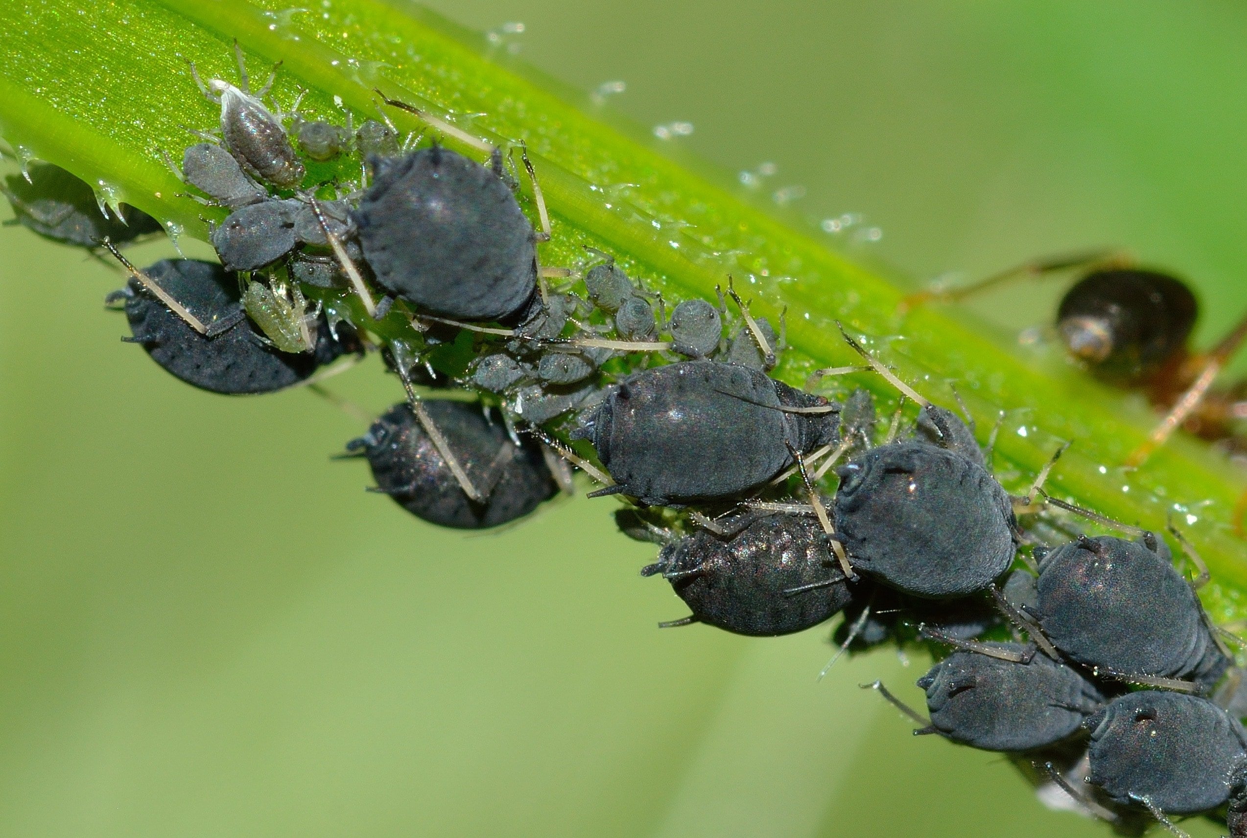 Stink Bugs Wallpapers