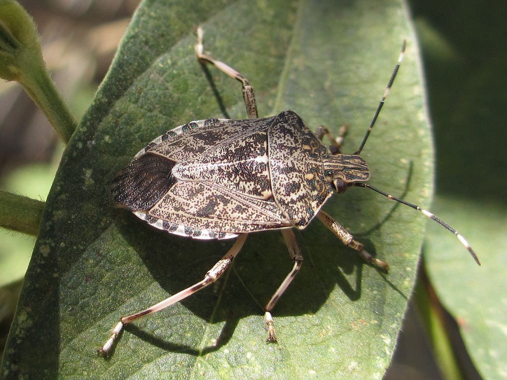 Stink Bugs Wallpapers