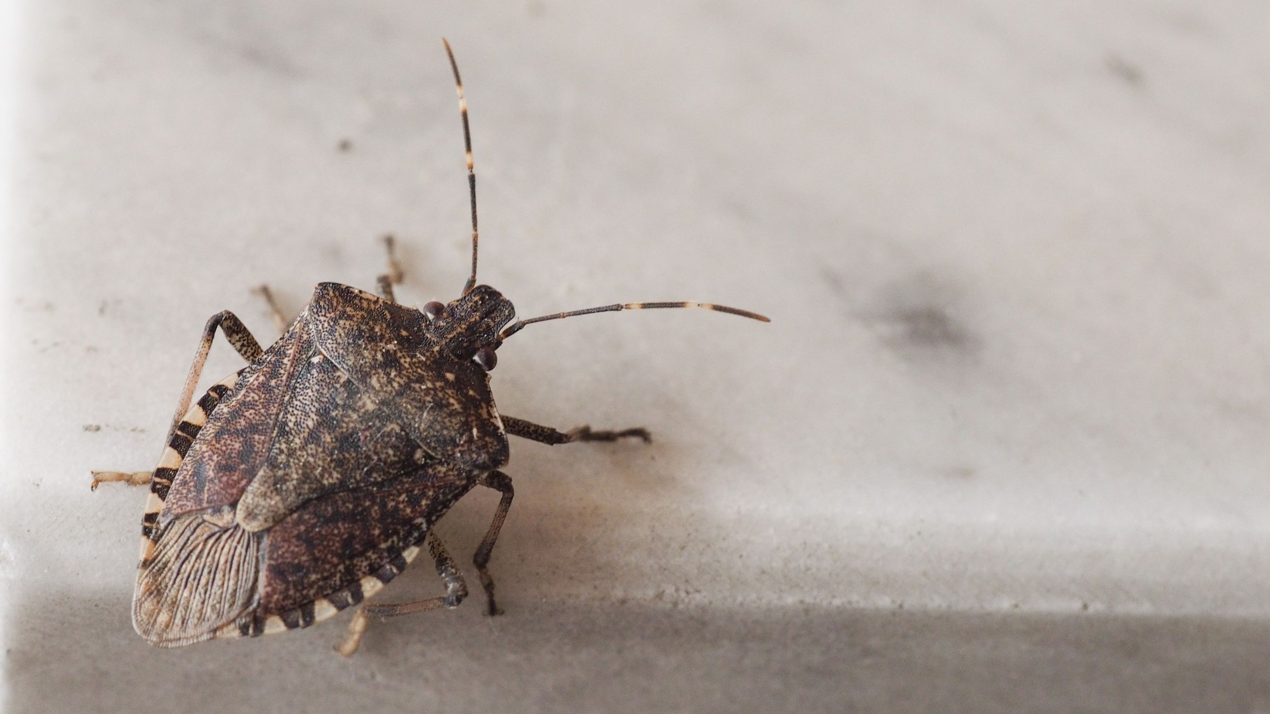 Stink Bugs Wallpapers