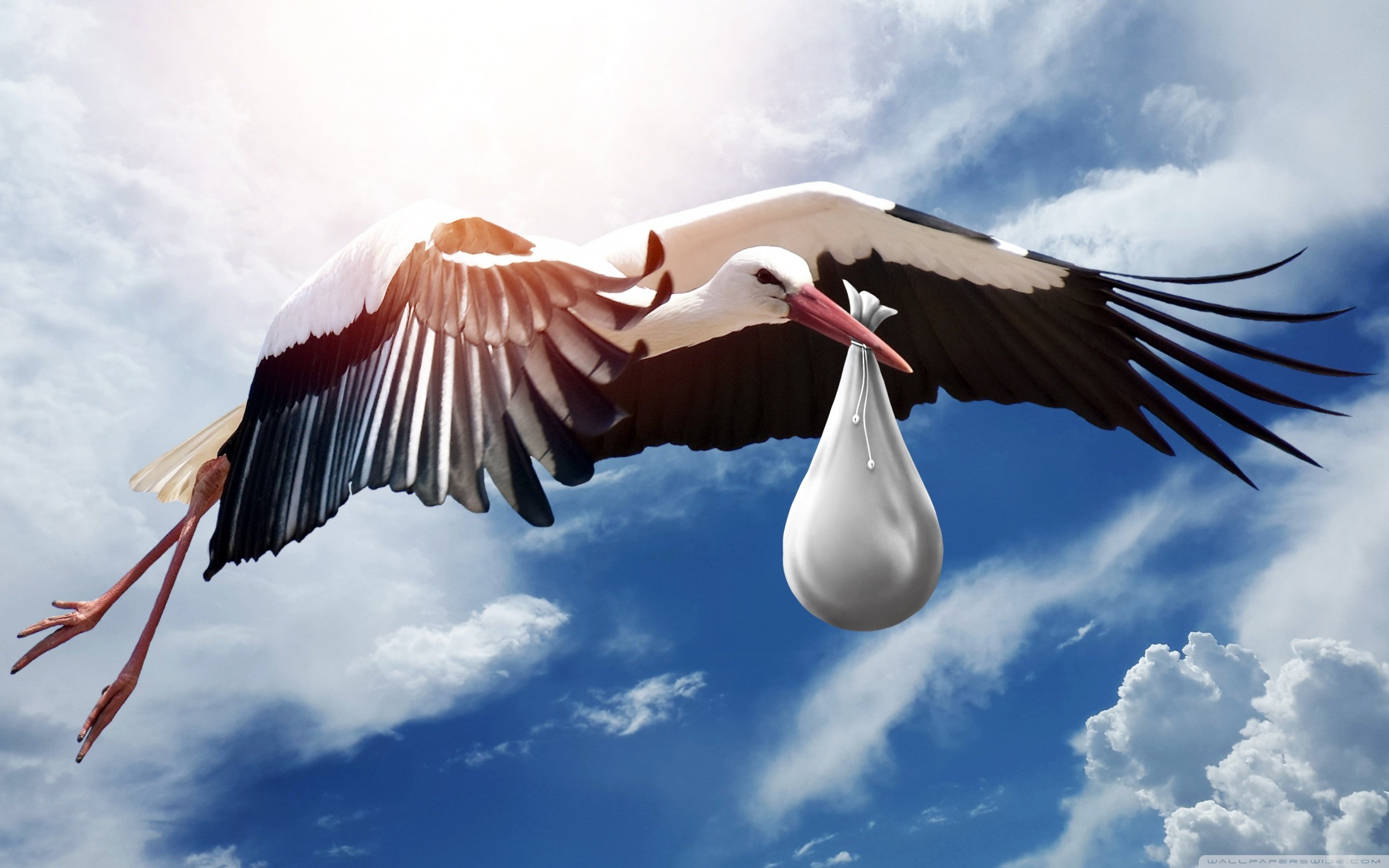 Stork Wallpapers