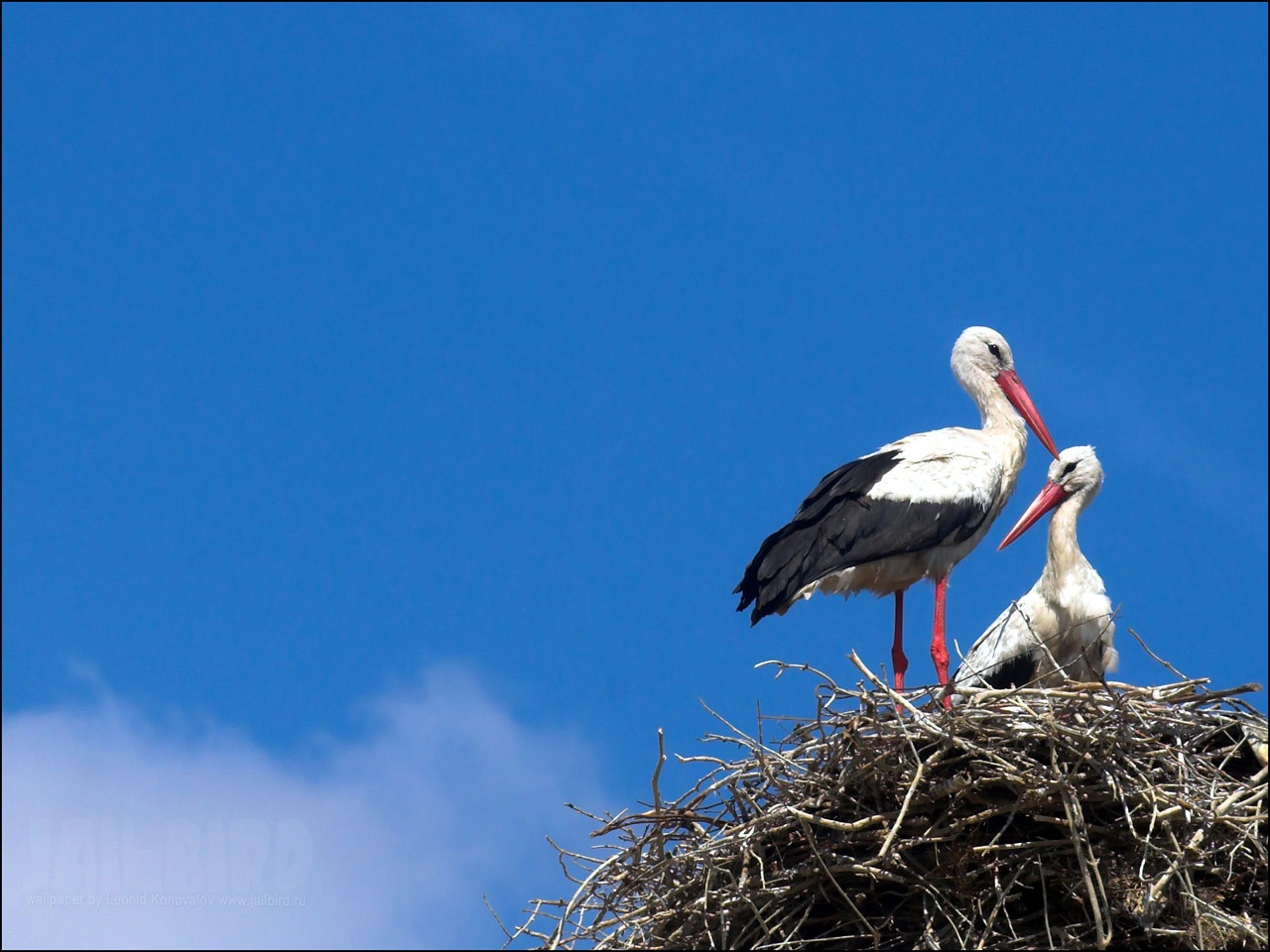 Stork Wallpapers