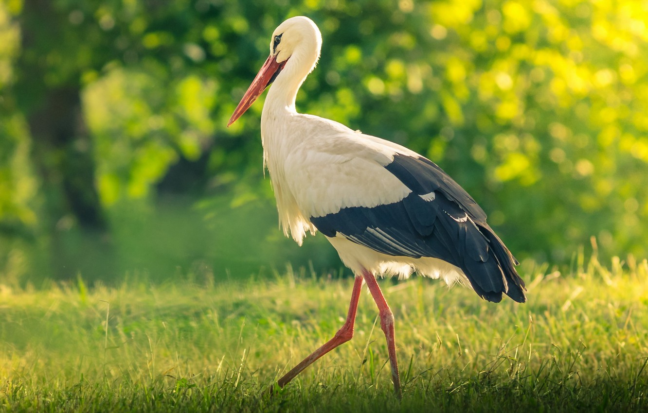 Stork Wallpapers