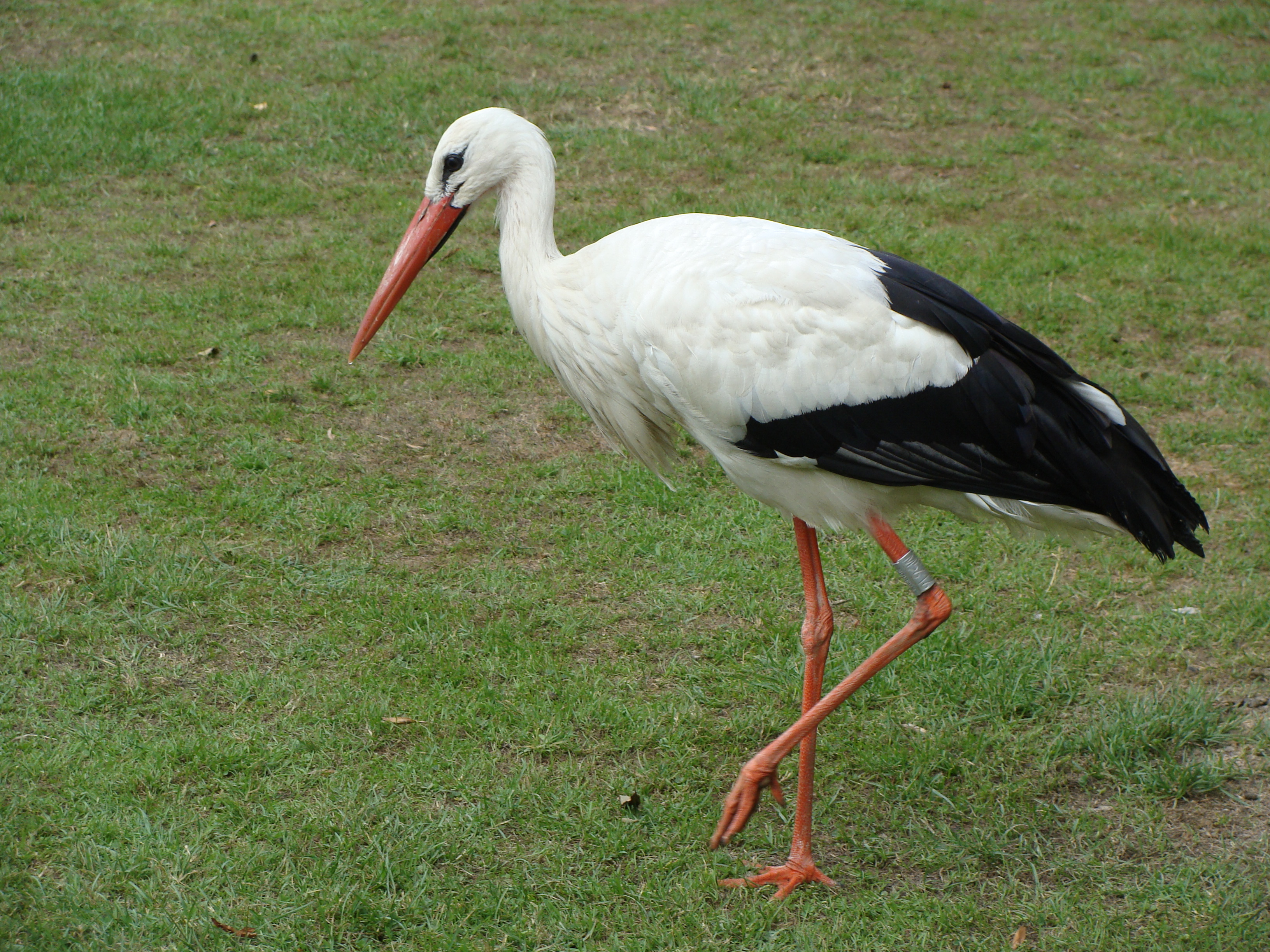 Stork Wallpapers