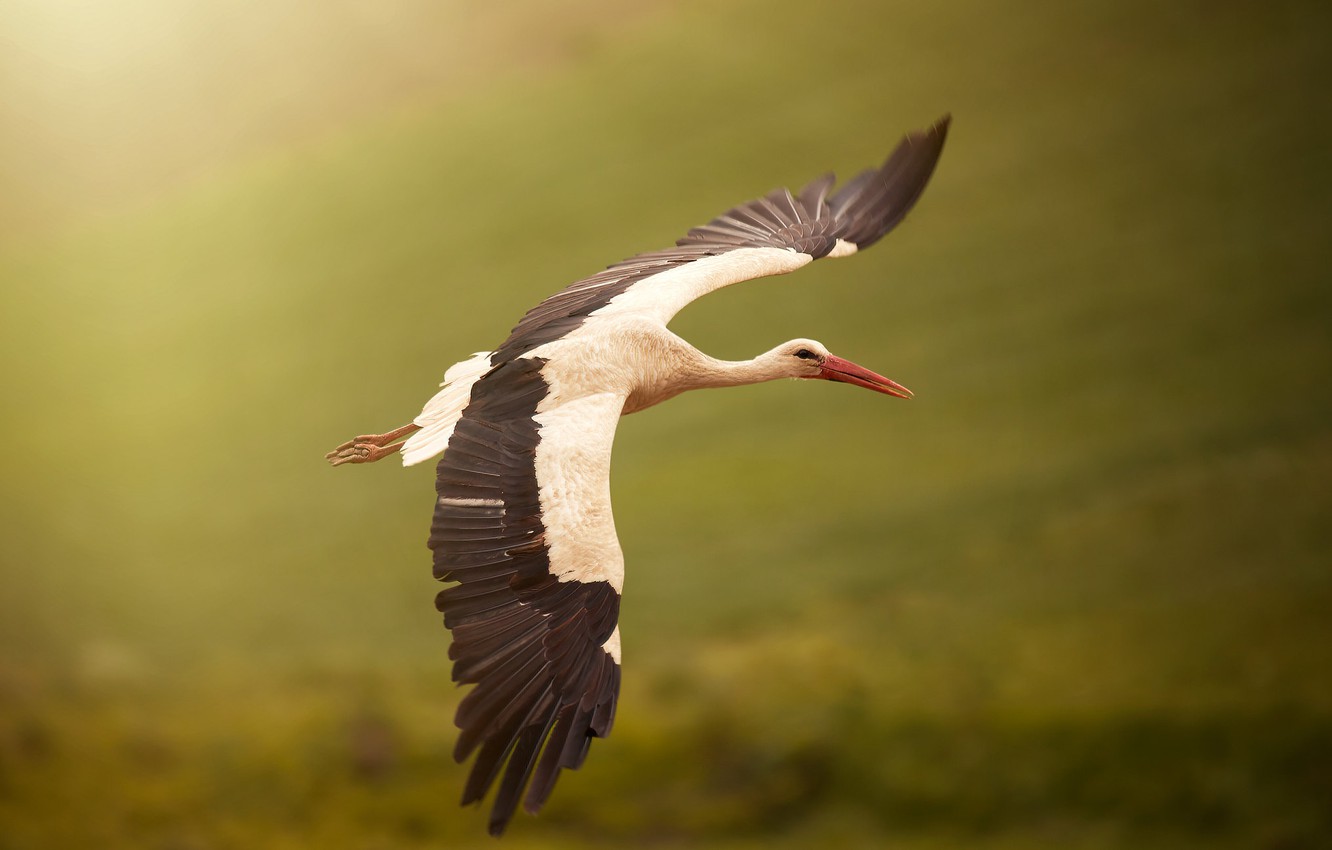 Stork Wallpapers