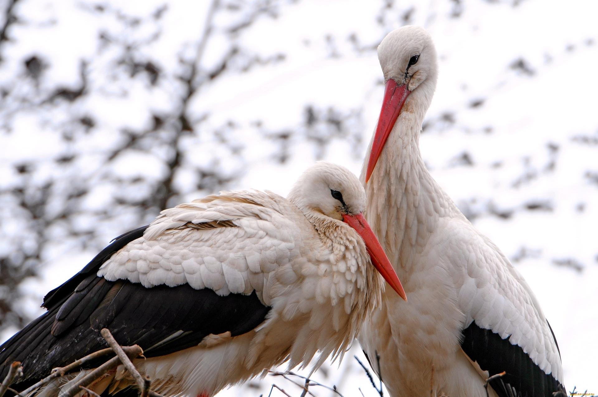 Stork Wallpapers