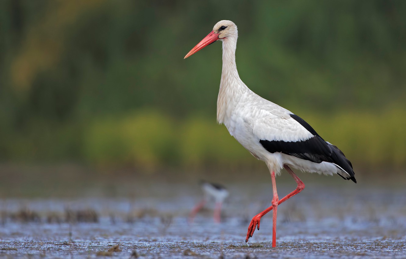 Stork Wallpapers