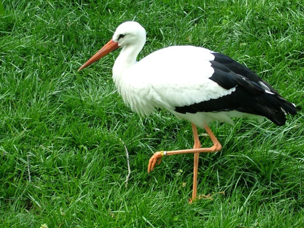 Stork Wallpapers