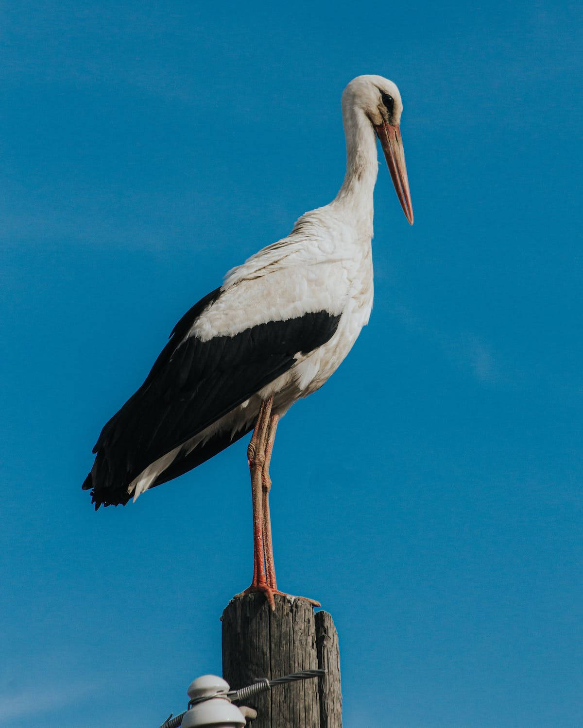 Stork Wallpapers