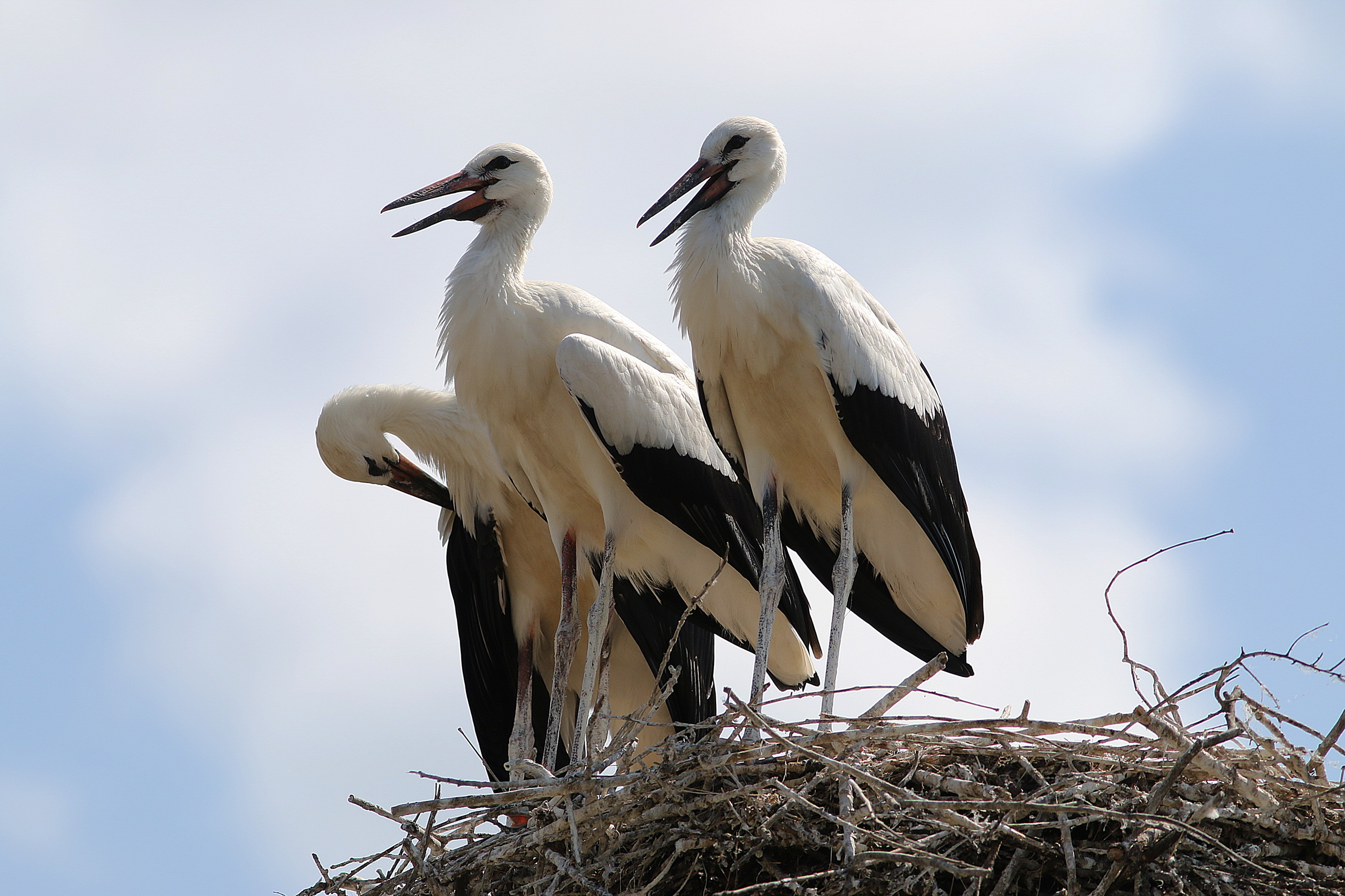 Stork Wallpapers