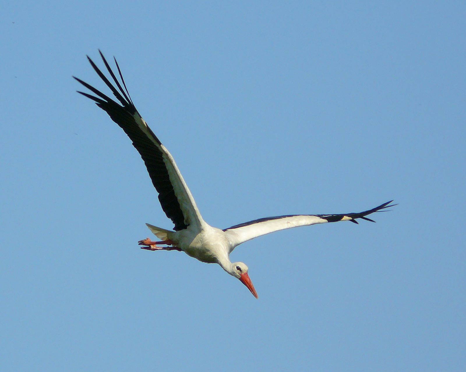 Stork Wallpapers