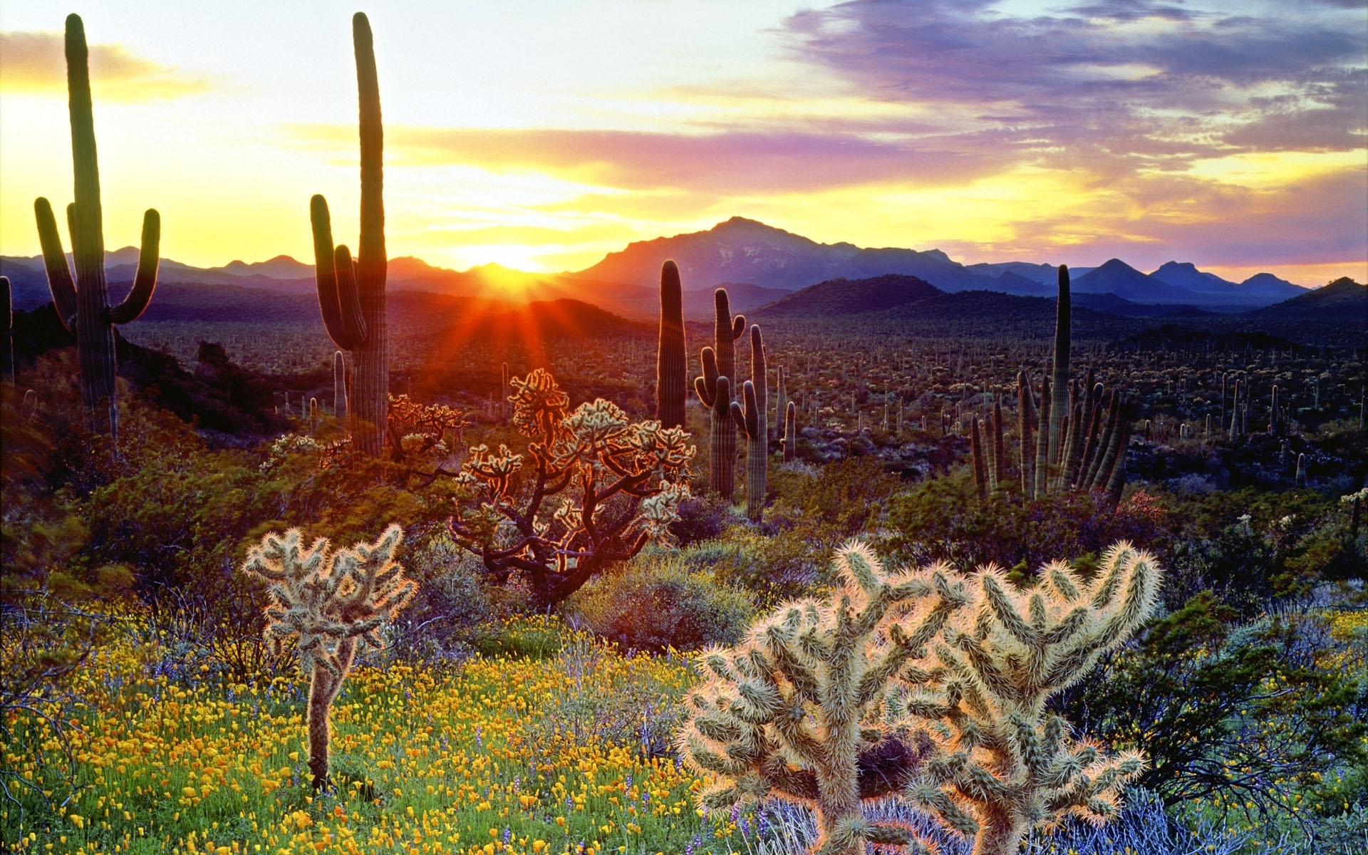 Storm At Cactus Desert Wallpapers