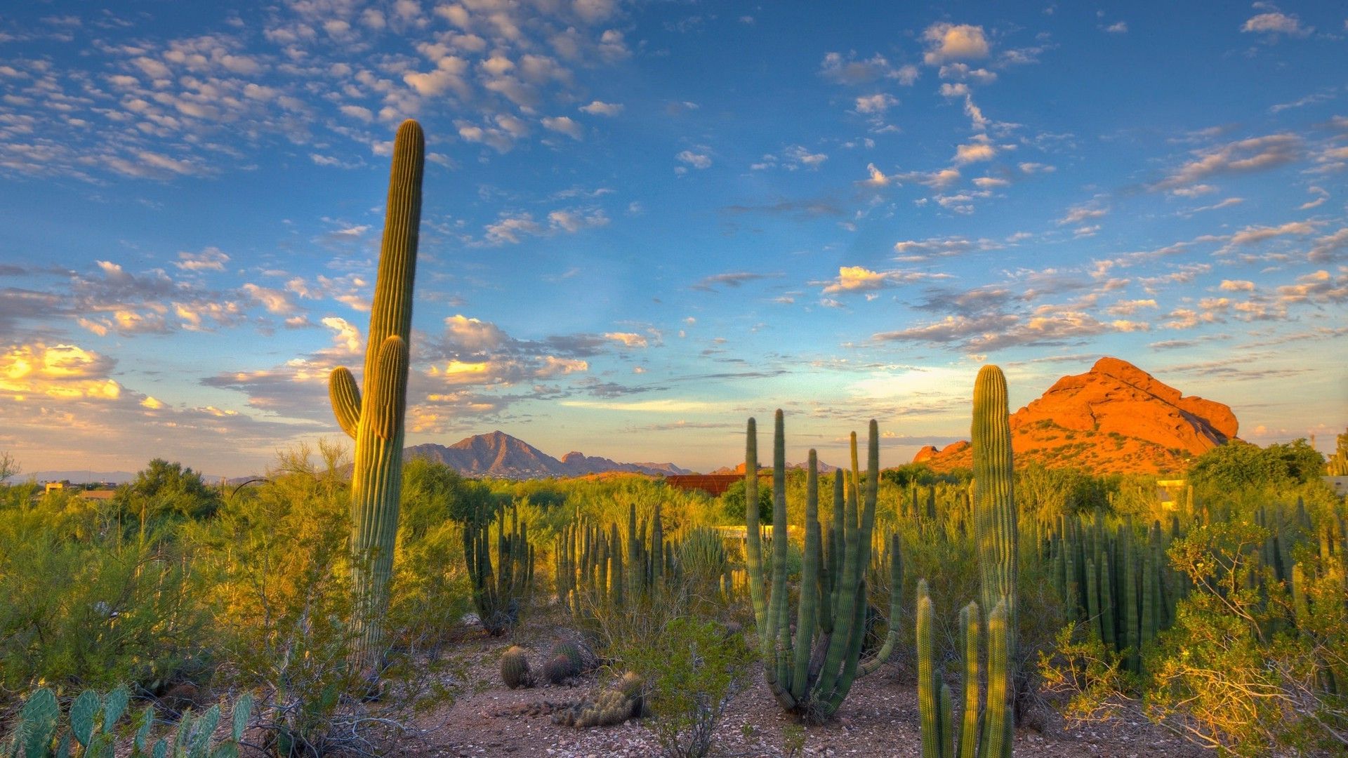 Storm At Cactus Desert Wallpapers