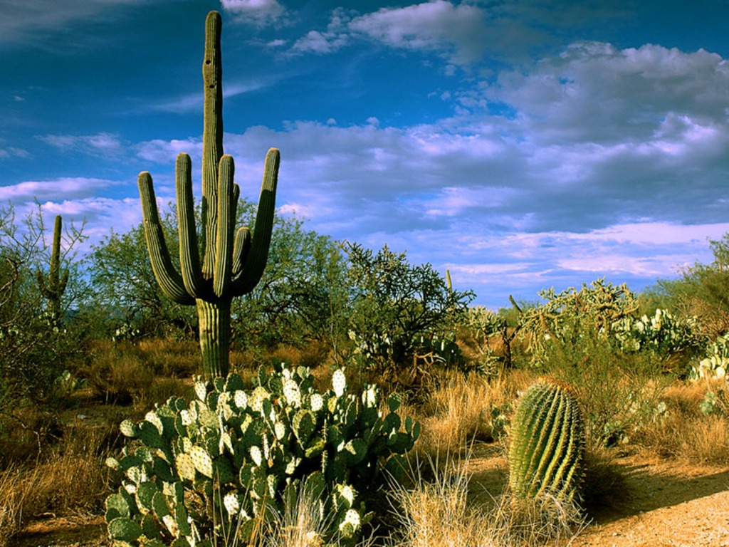 Storm At Cactus Desert Wallpapers