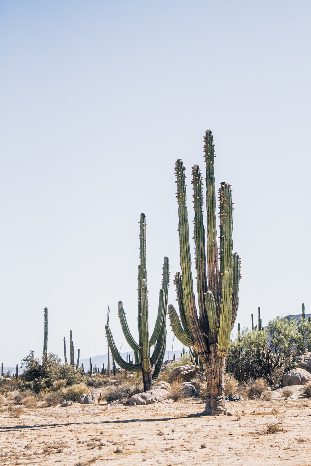 Storm At Cactus Desert Wallpapers