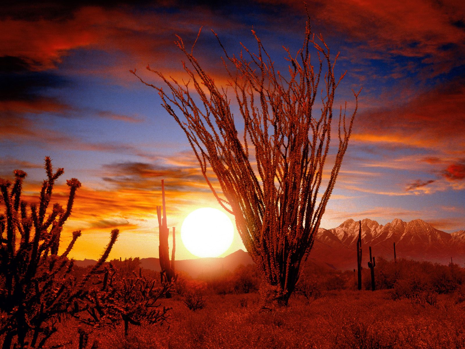 Storm At Cactus Desert Wallpapers