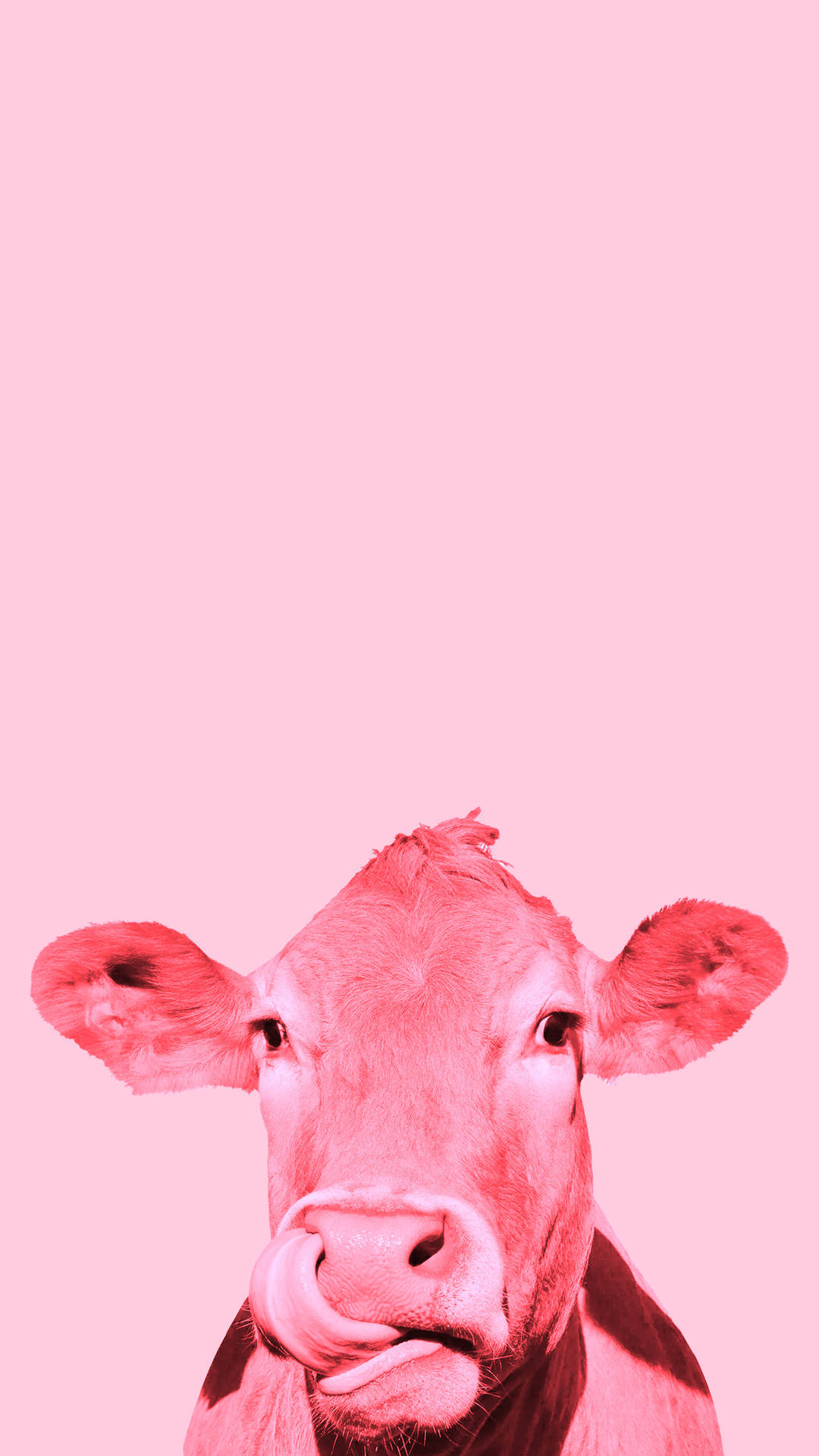 Strawberry Cow Wallpapers