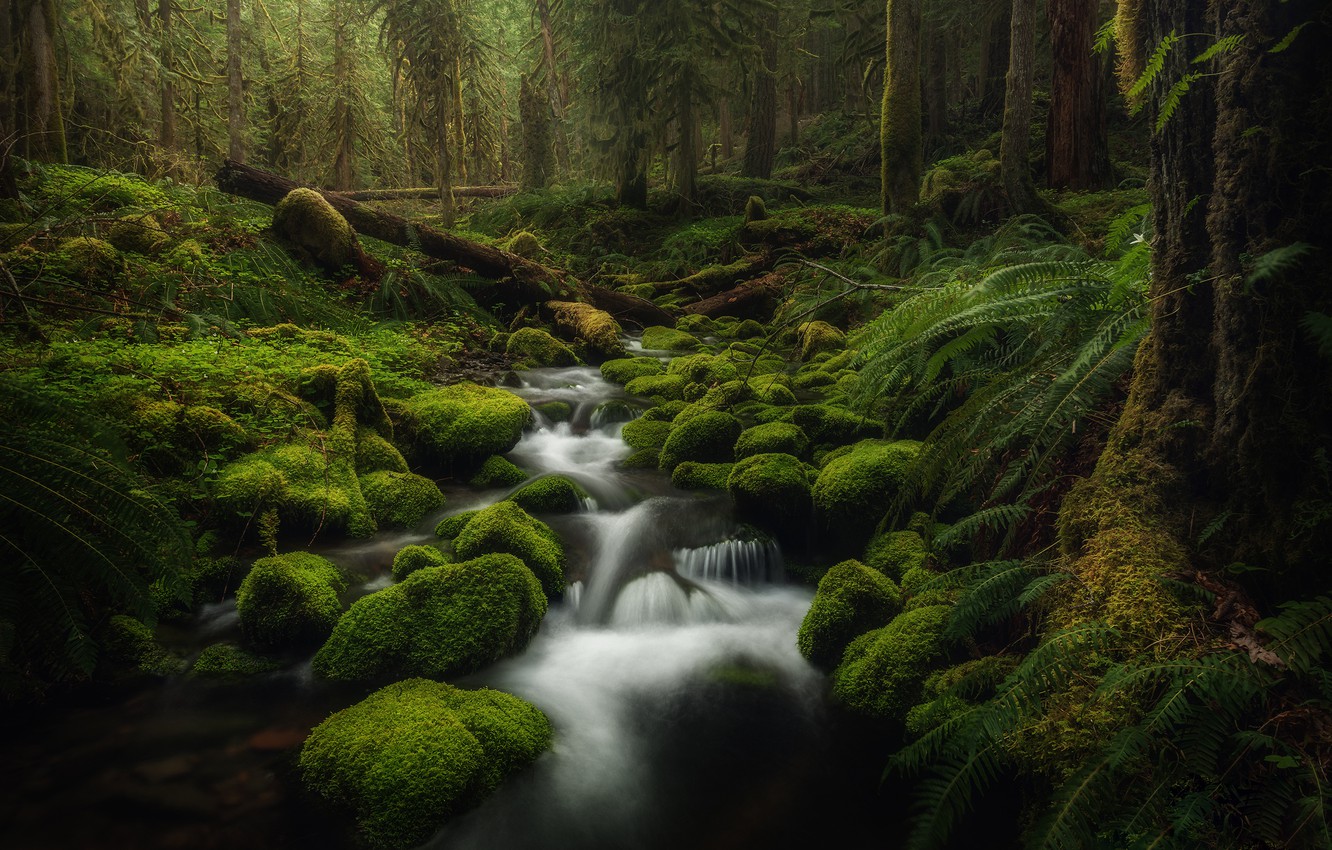 Stream Forest Wallpapers